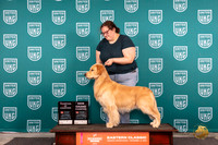 Golden Retriever #? Sat COCGCH Judge William Chrazanowski