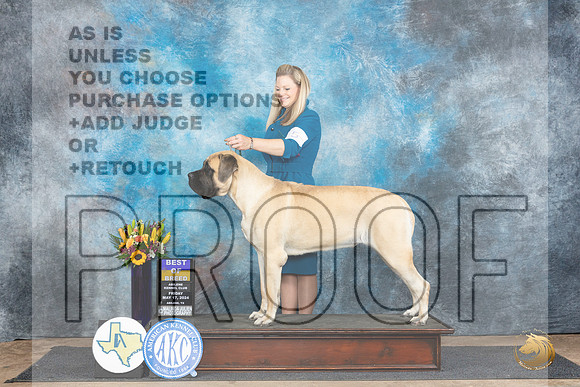 Mastiff #8 Sat BOB Judge Sharol Candace Way__JP_9735_Abilene_2024_HR3