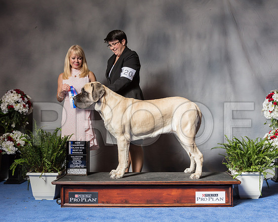 Mastiff #20 Sun BOW Maj NCh Judge Victoria Seiler Cushman-SSR_6738-HR3
