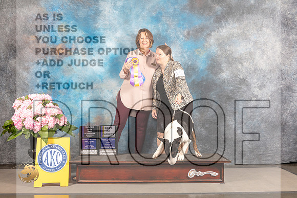 Bull Terrier Colored #15 THUR BOV BOW WB Major Judge Susie Harris_MJ_4022_Houston_2022_HR3