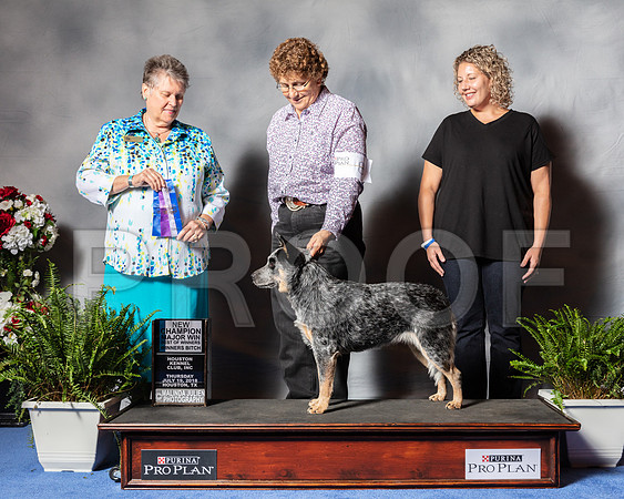 Australian Cattle Dog #8 Thur BOW NC Pam Pruett Judge Mrs Stephanie Seabrook Hedgepath-SSR_3974e1-HR3
