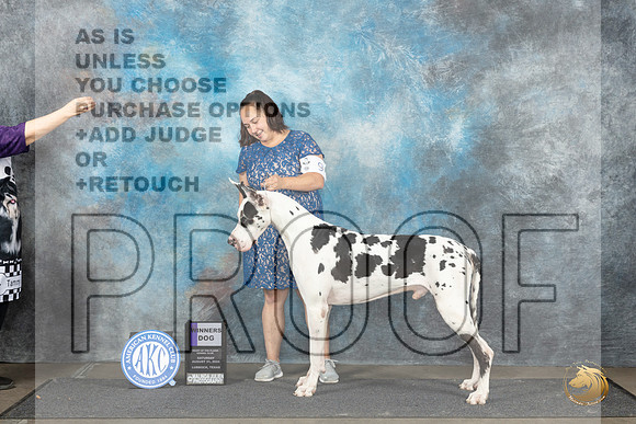 Great dane #9 Sat WD Judge Debra Thornton__JP_3592_Lubbock_2024_HR3