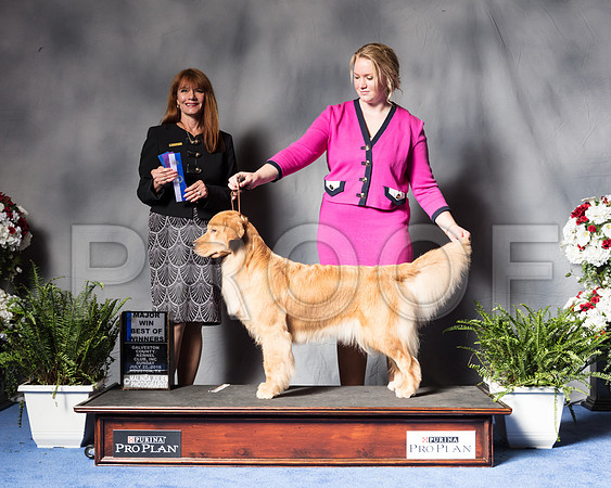 Golden Retriever #66 Sun BOW WB Maj Judge Linda Hurlebaus-SSR_6694-HR3