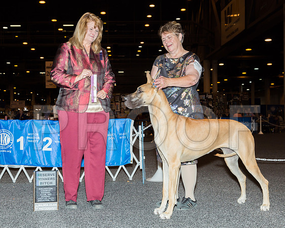 Great Dane #46 Sun RWB Maj Judge Janice Finney -_JJ_5201-HR3