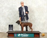 Bavarian Mountain Scent Hound #994 Sun BOB Judge Linda Reece
