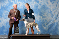 Whippet #7 Fri WD Granville Nickie Rachel Granville & Angella Martin Judge Edd Embry Bivin +A1