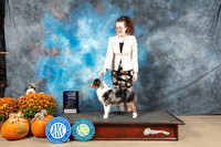 Miniature American Shepherd #6 Sat WBM Judge Del Richards