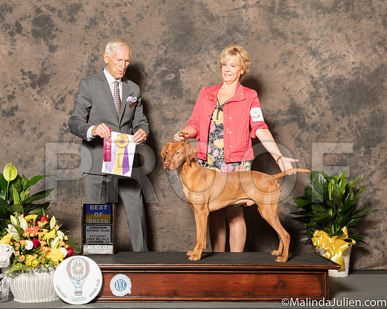 Vizsla #9 Sat BOB Donna Wilson Judge Joseph Gregory-SSR_7157-Lngvw2018-HR3