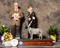 Australian Cattle Dog #5 Sat BOB Ayers Melissa  Judge Col Joe B Purkhiser