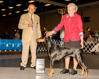 Doberman Pinscher #24 Sat WB Judge Dr Robert A lndeglia