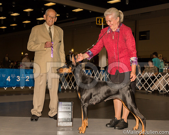 Doberman Pinscher #24 Sat WB Judge Dr Robert A lndeglia-_ST_9198-Lngvw2018-HR3