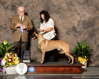 Belgian Malinois #7 Sat RWD Judge Col Joe Purkhiser