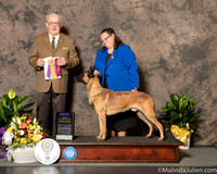 Belgian Malinois #17 Sat BOB Judge Col Joe Purkhiser