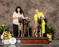 Belgian Malinois Family Karen