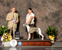 Whippet #19 Sat BOW Judge Dr Robert A lndeglia