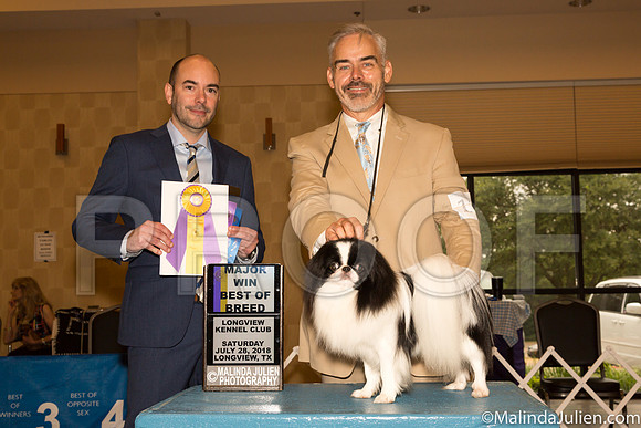 Japanese Chin #15 Sat BOB Maj Judge Dr Geno Sisneros-_ST_9219-Lngvw2018-HR3