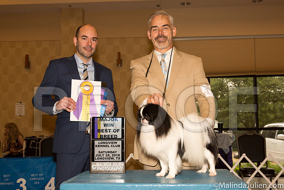Japanese Chin #15 Sat BOB Maj Judge Dr Geno Sisneros-_ST_9220-Lngvw2018-HR3