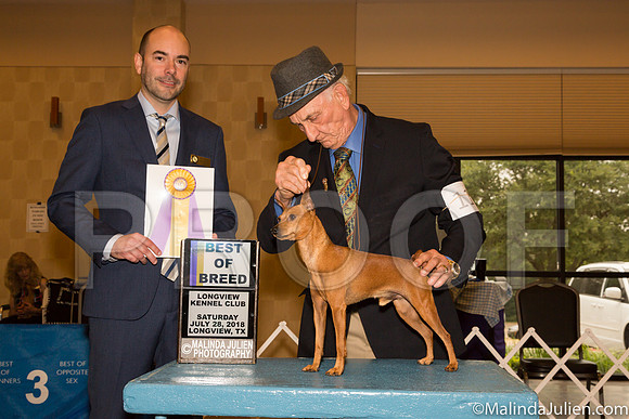 Miniature Pinscher #11 Sat BOB Judge Dr Geno Sisneros-_ST_9208-Lngvw2018-HR3
