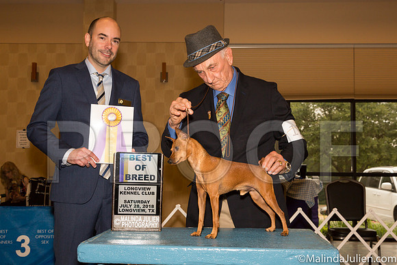 Miniature Pinscher #11 Sat BOB Judge Dr Geno Sisneros-_ST_9211-Lngvw2018-HR3