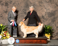 Golden Retriever #18 Sat SB Judge Joseph Gregory