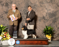 Shetland Sheepdog #6 Sat BOB Judge Col Joe Purkhiser