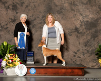 Basenji #5 Sat G1 Judge Murrel Purkhiser