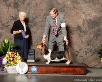 Basset Hound #10 Sat WB Judge Murrel Purkhiser