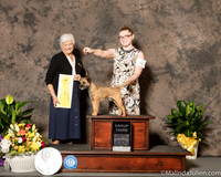 Border Terrier #6 Sat Judge Dr Murrel Purkhiser