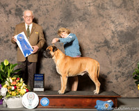 Bullmastiff #5 Sat G1 Judge Joe Col Purkhiser