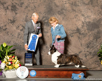 Cardigan Welsh Corgi Judge Joe Gregory