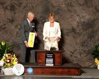 Chihuahua Long Coat #11 Sat G3 Judge Joe Gregory
