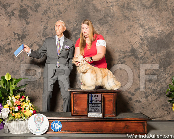 Cocker Spaniel ASCOB #9 Sat BOW Judge Joe Gregory-SSR_7399-Lngvw2018-HR3