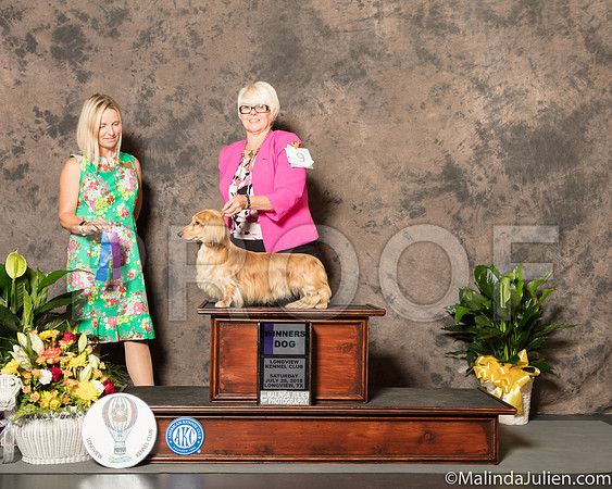 Dachshund Longhaired #9 Sat WD Judge Evalyn Gregory-SSR_7283-Lngvw2018-HR3