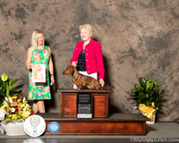 Dachshund Smooth #11 Sat PG1 Judge Evalyn Gregory