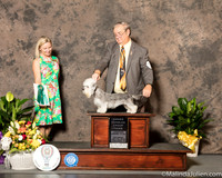 Dandie Dinmont Terrier #6 Sat OHG3 Judge Evalyn Gregory