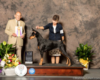 Doberman Pinscher #26 Sat BOB Judge Judge Dr Robert Indeglia