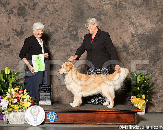 Golden Retriever #18 Sat OHG2 Judge Dr Murrel Purkhiser-SSR_7361-Lngvw2018-HR3