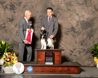 Papillon #10 Sat G2 Judge Joe Gregory