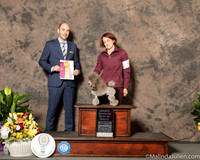 Poodle Toy #5 Sat OHBOB Judge Dr Geno Sisneros