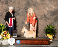 Scottish Terrier #5 Sat G2 Judge Murrell Purkhiser