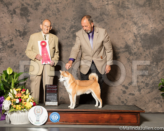 Shiba Inu #5 Sat Judge Dr Robert A lndeglia-SSR_7384-Lngvw2018-HR3