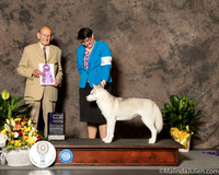 Siberian Husky #18 Sat WB Maj Judge Dr Robert Indeglia