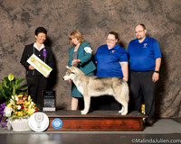 Siberian Husky #19 Sat Best Sweeps Judge Karen Hunt