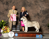 Siberian Husky #33 Sat BOS OHG1 Judge Dr Robert A lndeglia