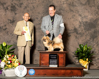 Tibetan Spaniel #15 Sat G4 Judge Dr Robert Indeglia