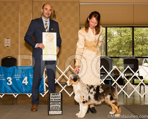 Australian Shepherd #5 Sat Best Puppy Judge Dr Geno Sisneros-_ST_9237-Lngvw2018-HR3
