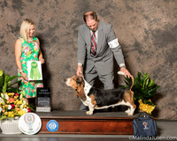 Basset Hound #5 Sat Best Vet in Show Judge Evalyn Gregory