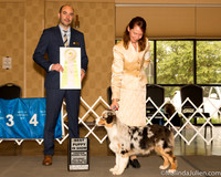 Australian Shepherd #5 Sat Best Puppy Judge Dr Geno Sisneros