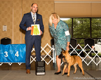 Belgian Malinois #6 Sat OHG3 Judge Dr Geno Sisneros