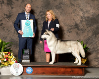 Siberian Husky #33 Sat OHBIS Judge Dr Geno Sisneros